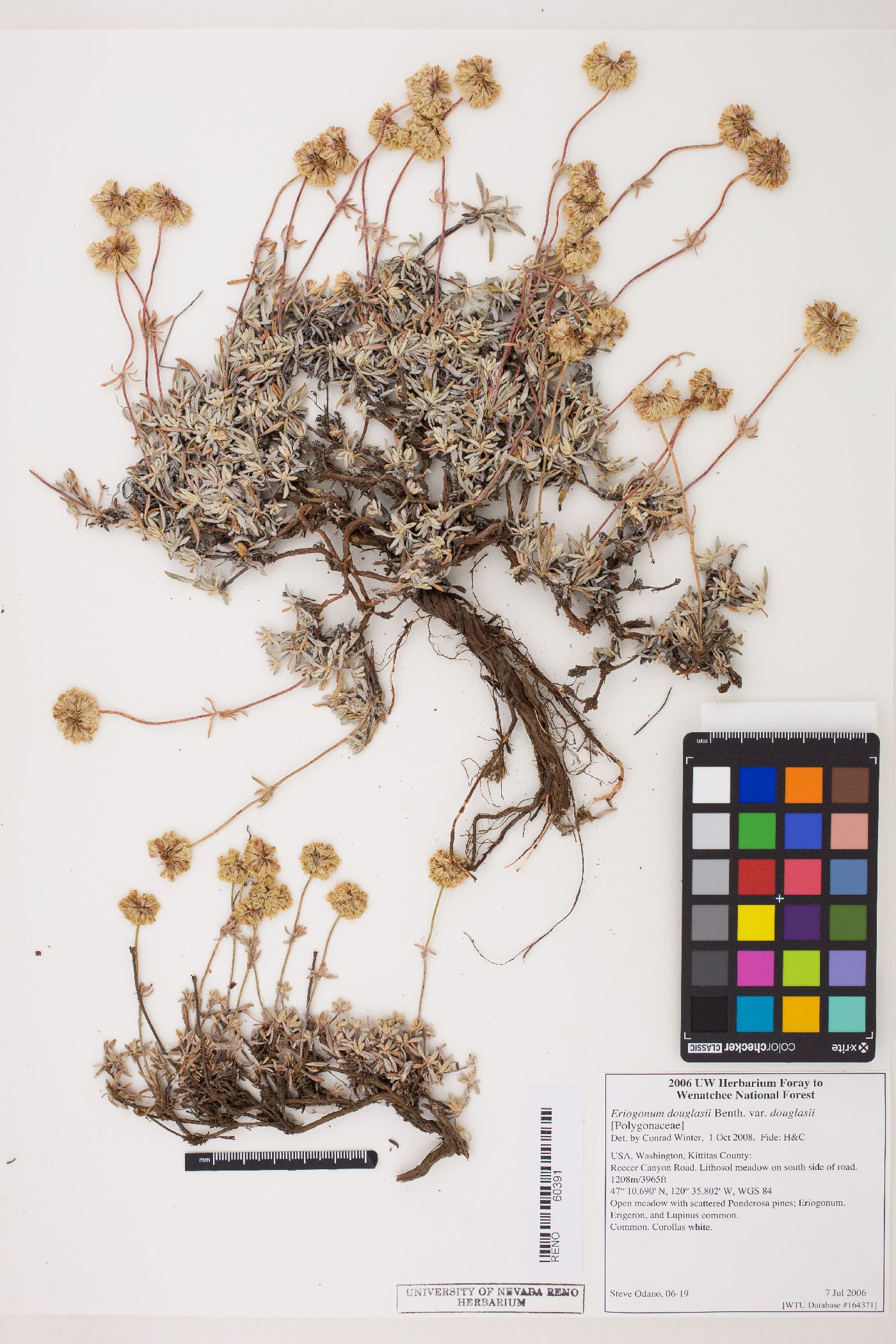 Eriogonum douglasii var. douglasii image