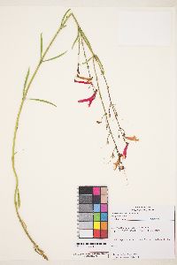 Penstemon rostriflorus image