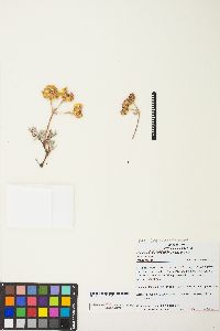Eriogonum sphaerocephalum var. sphaerocephalum image
