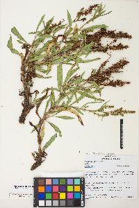 Rumex salicifolius var. mexicanus image