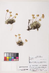 Eriogonum caespitosum image