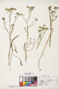 Symphyotrichum ascendens image