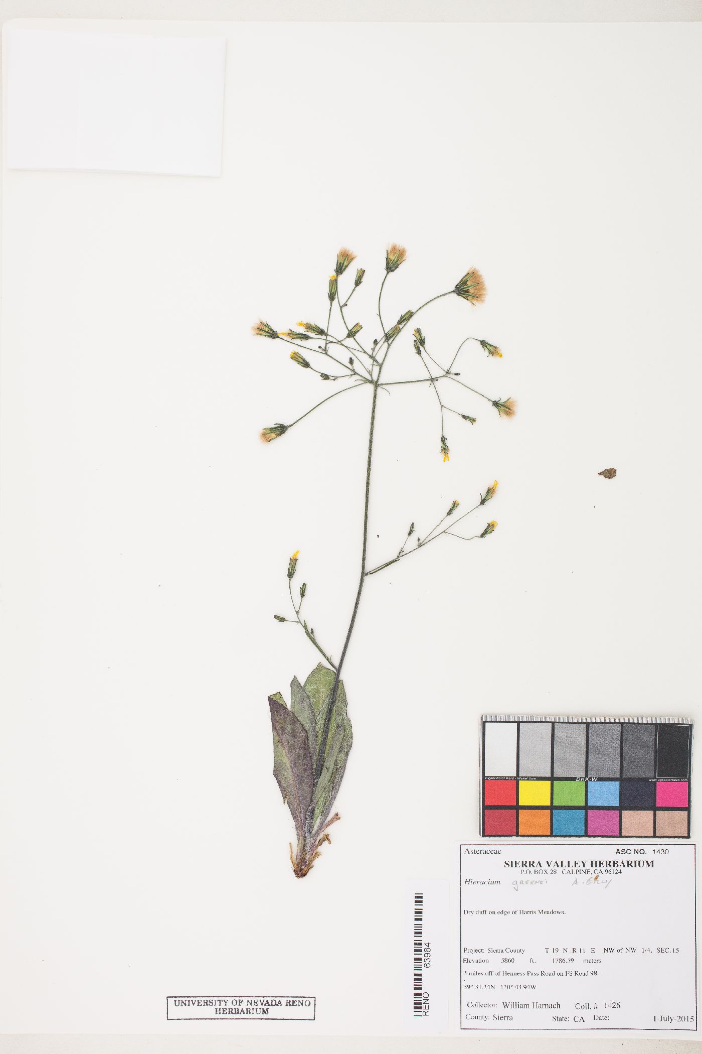 Hieracium greenei image