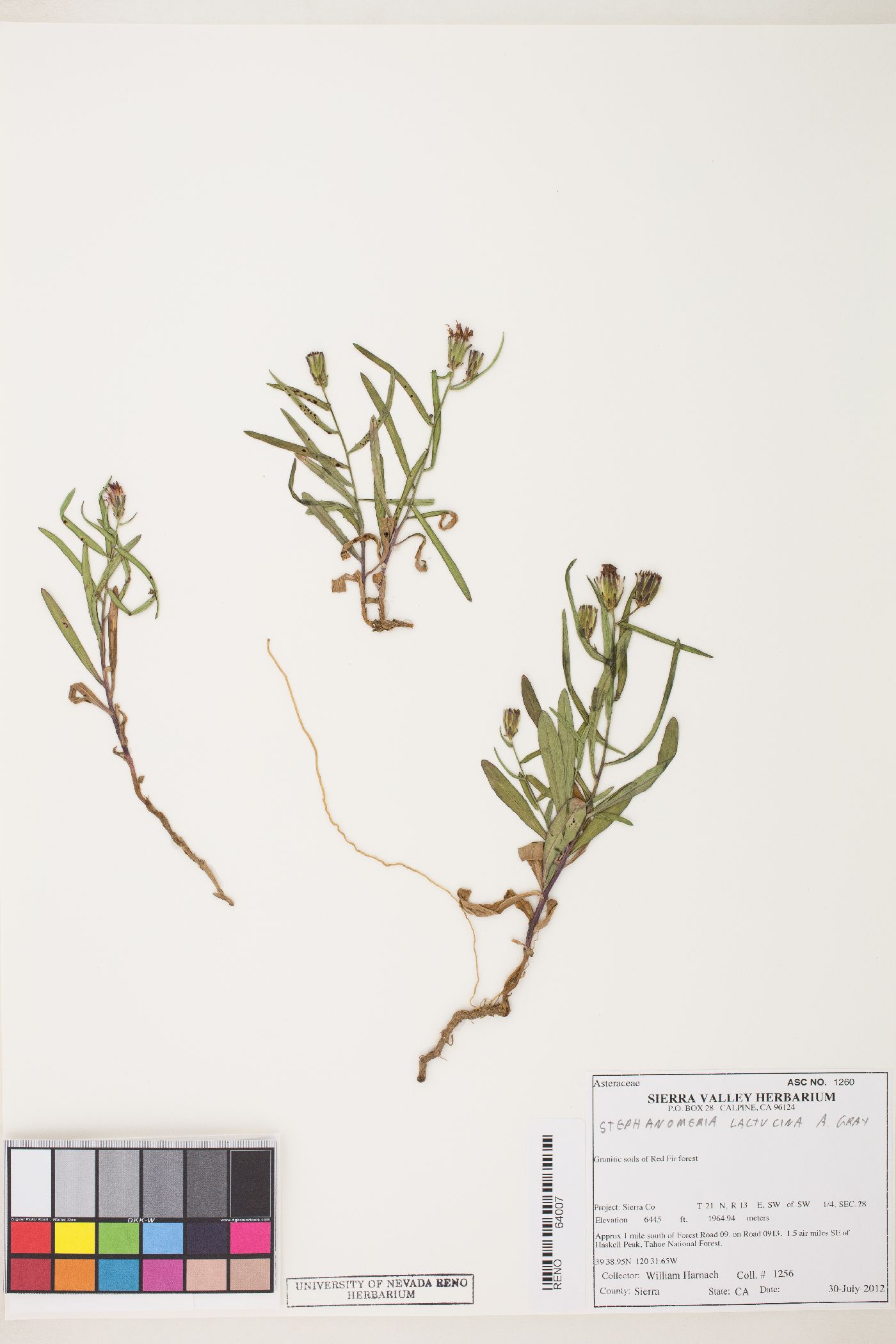 Stephanomeria lactucina image