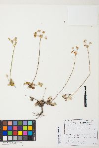 Eriogonum marifolium image