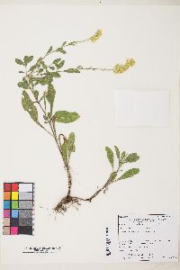 Solidago velutina image