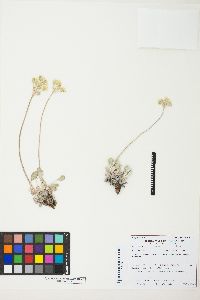 Eriogonum strictum image