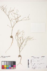 Eriogonum baileyi var. praebens image