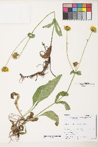 Arnica nevadensis image