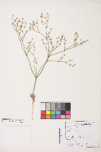 Eriogonum baileyi var. baileyi image