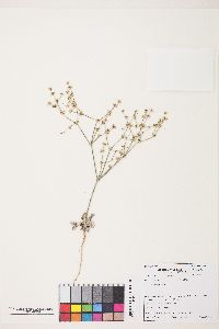 Eriogonum baileyi var. praebens image