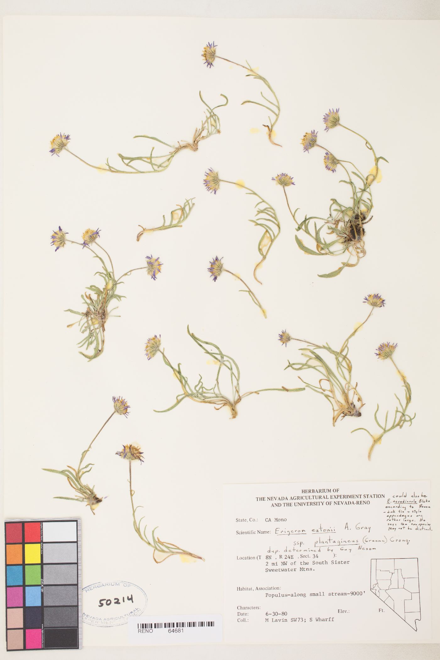 Erigeron eatonii image