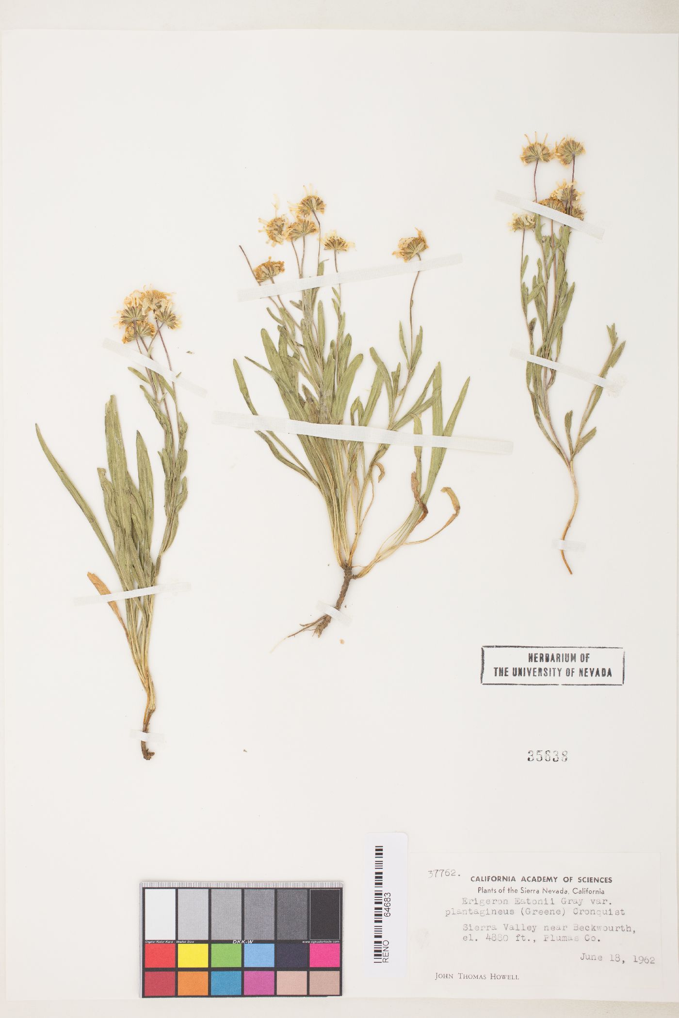 Erigeron eatonii var. sonnei image