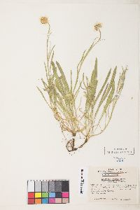 Erigeron eatonii var. villosus image