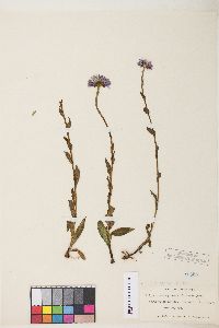 Erigeron glacialis image