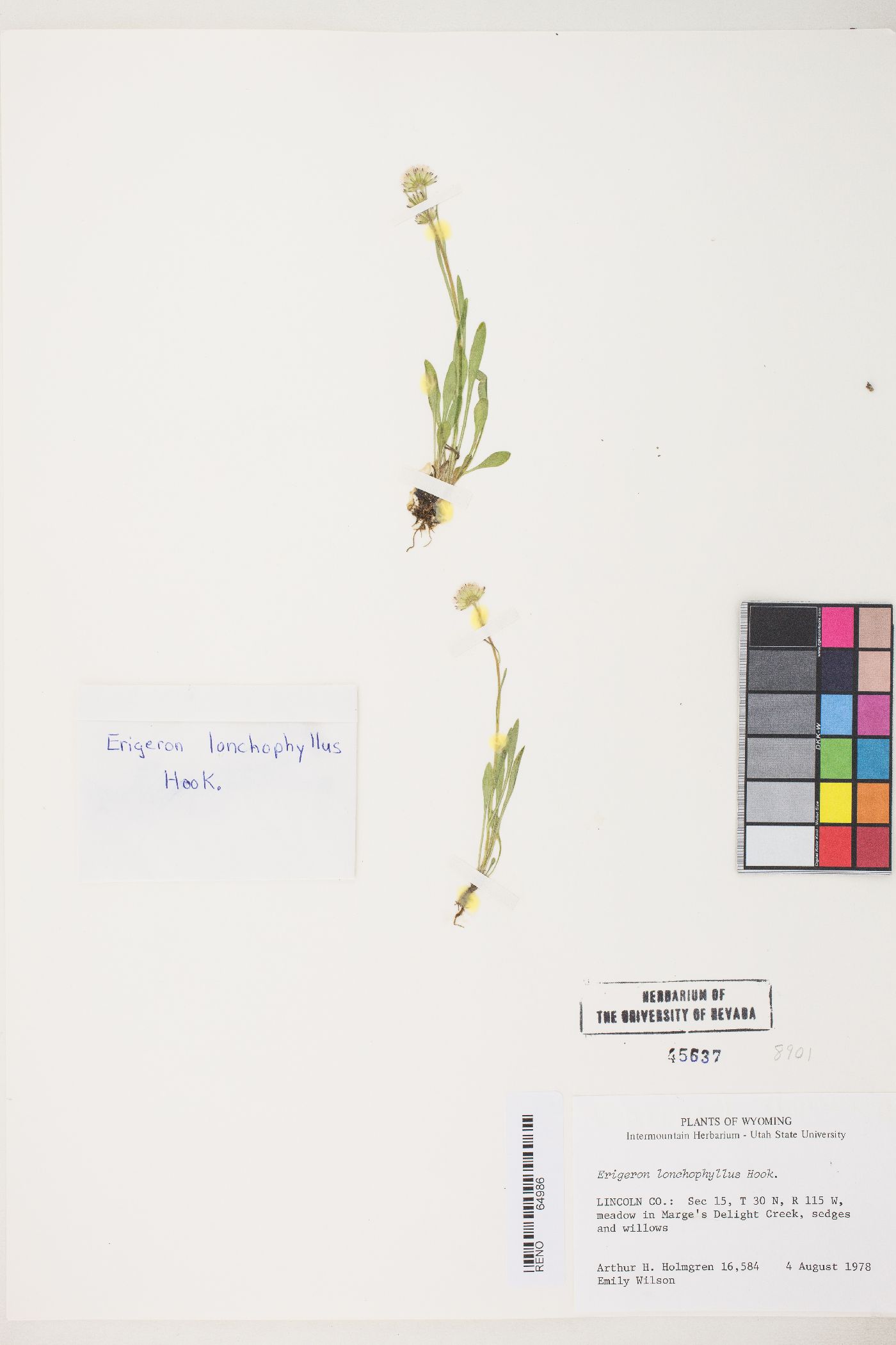 Erigeron lonchophyllus image