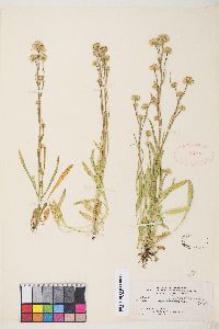 Erigeron lonchophyllus image