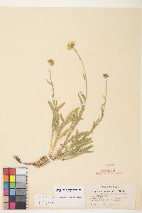 Erigeron eatonii image