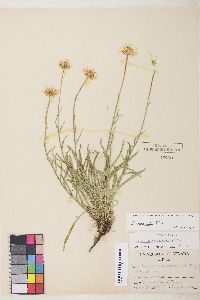 Erigeron eatonii image