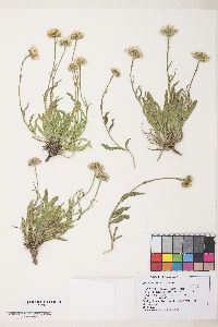 Erigeron eatonii image