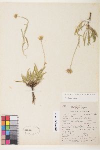 Erigeron eatonii image