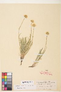 Erigeron eatonii image