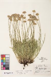 Erigeron eatonii image