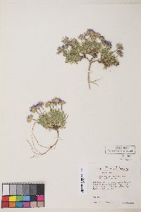 Erigeron poliospermus image