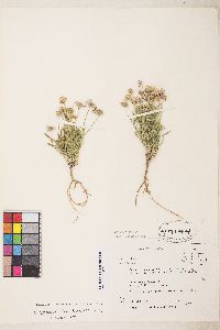 Erigeron concinnus var. concinnus image