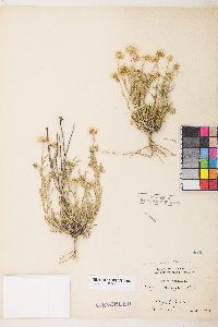 Erigeron pumilus image