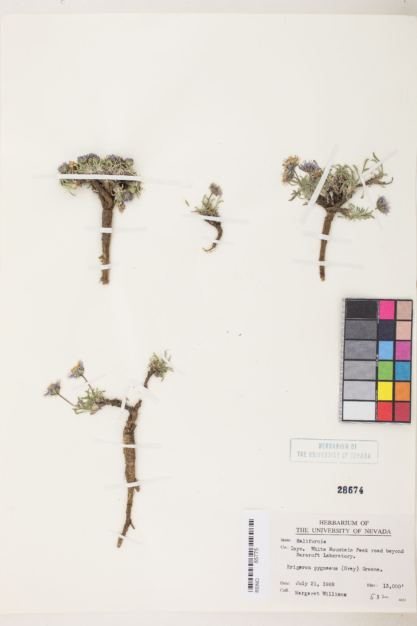 Erigeron pygmaeus image