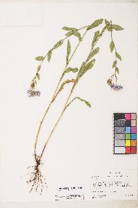 Erigeron speciosus image