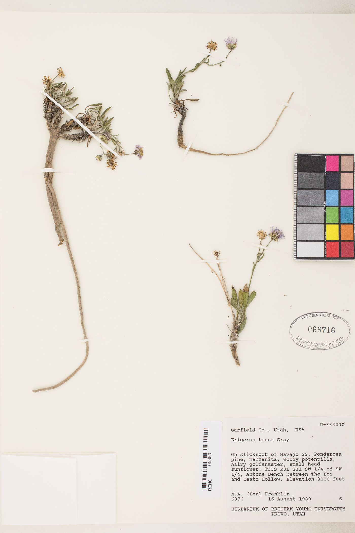 Erigeron tener image