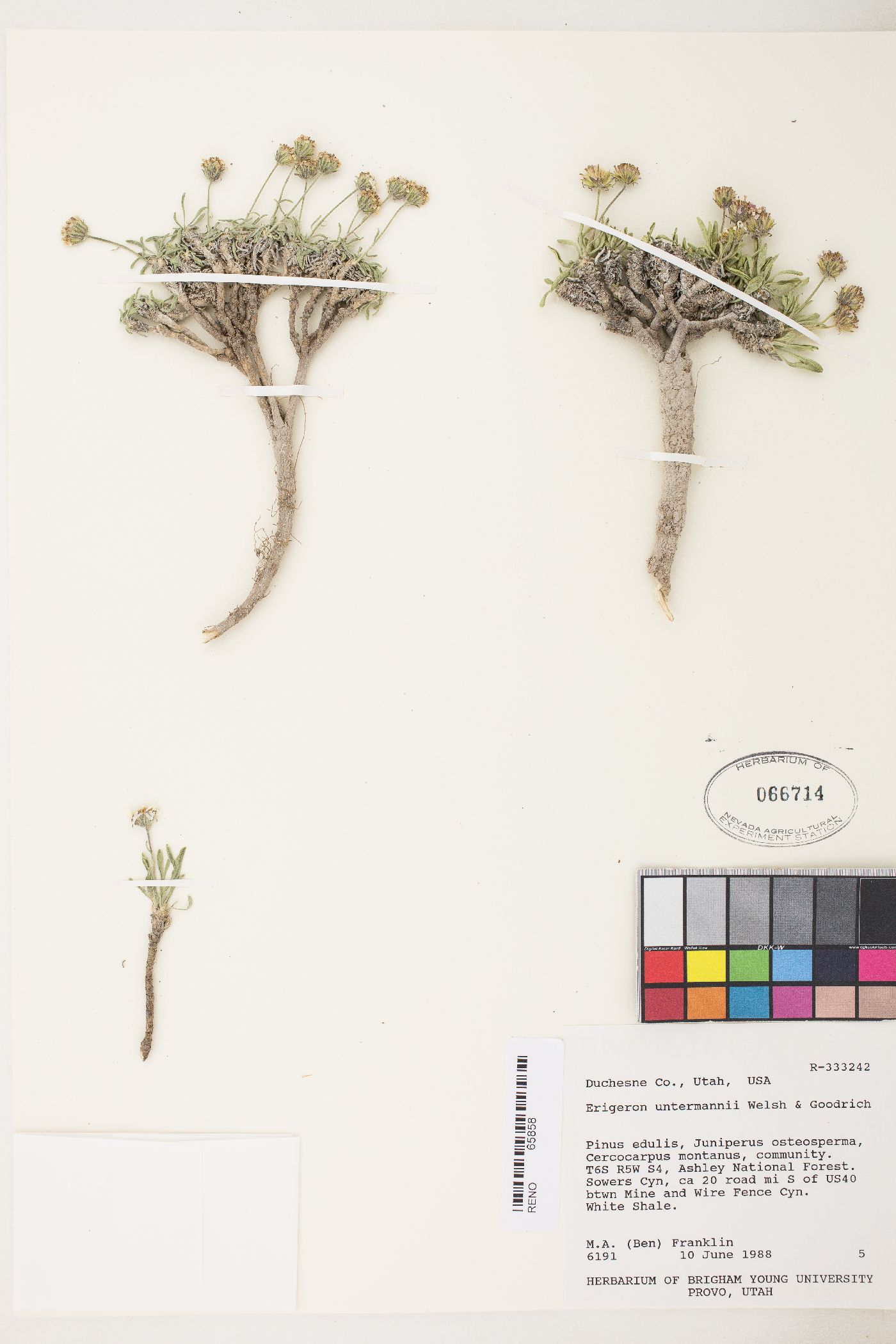 Erigeron untermannii image