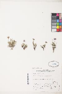 Erigeron pygmaeus image