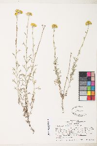 Eriophyllum confertiflorum image