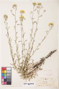 Eriophyllum confertiflorum image