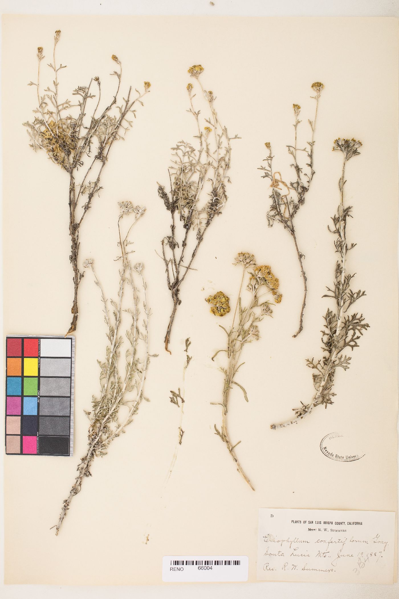 Eriophyllum confertiflorum var. confertiflorum image