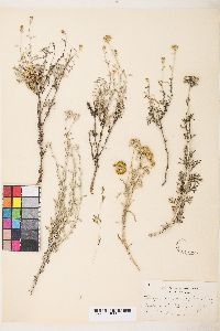 Eriophyllum confertiflorum image