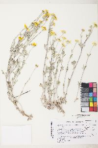 Eriophyllum lanatum image