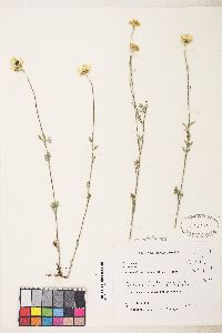 Eriophyllum lanatum var. achillaeoides image