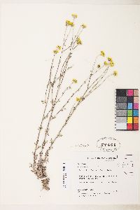 Eriophyllum lanatum var. achillaeoides image