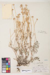 Eriophyllum lanatum var. achillaeoides image