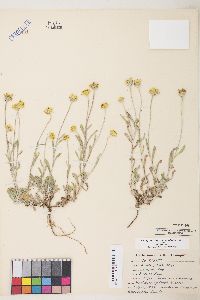 Eriophyllum lanatum image