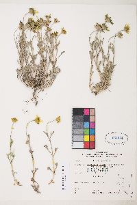 Eriophyllum lanatum image