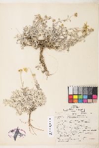 Eriophyllum lanatum image