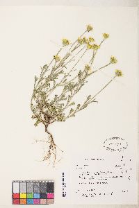 Eriophyllum lanatum image