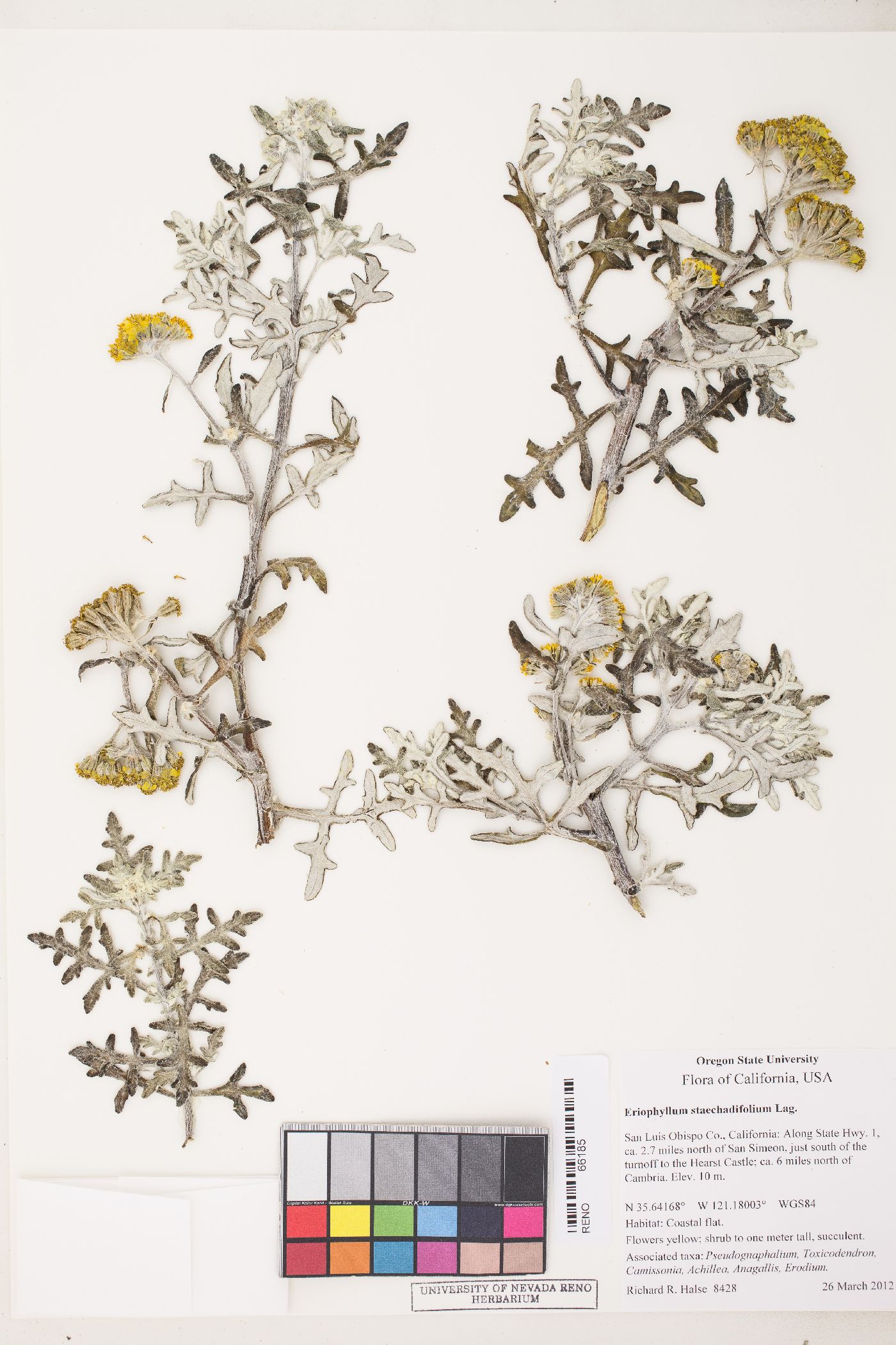 Eriophyllum staechadifolium image