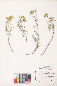 Eriophyllum staechadifolium image