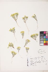 Eriophyllum wallacei image